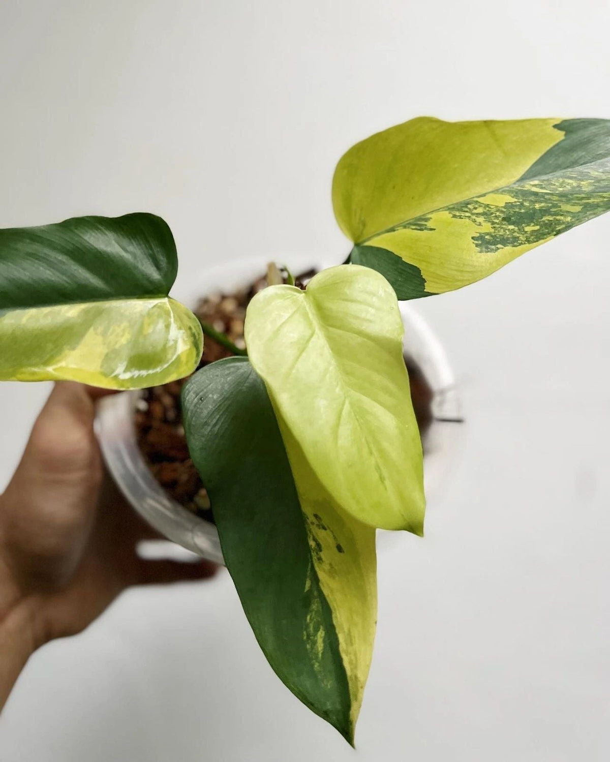 Philodendron Bipennifolium Variegated rare variegated plant