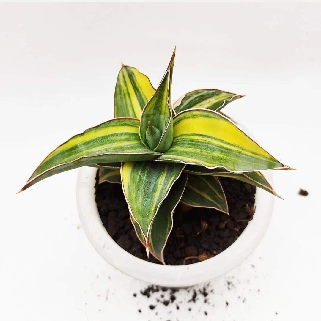 Sansevieria Kimayo Variegated rare unique snake house plant